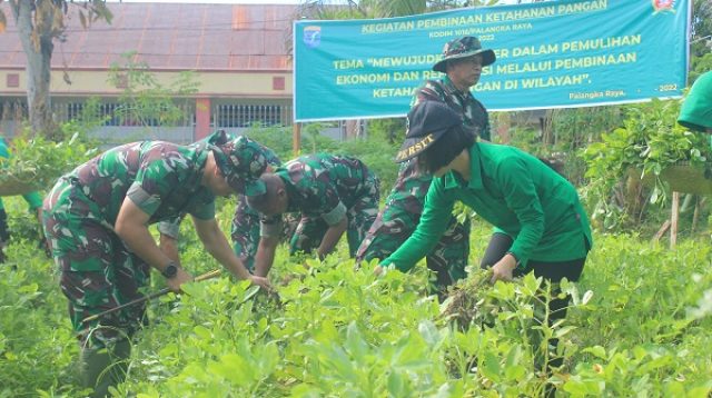 Dandim Pimpin Panen Perdana Kacang Tanah dan Brokoli dalam Kegiatan Pembinaan Ketahanan Pangan