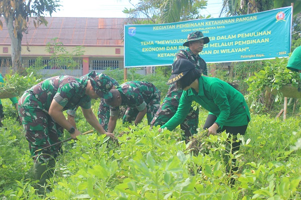 Dandim Pimpin Panen Perdana Kacang Tanah dan Brokoli dalam Kegiatan Pembinaan Ketahanan Pangan